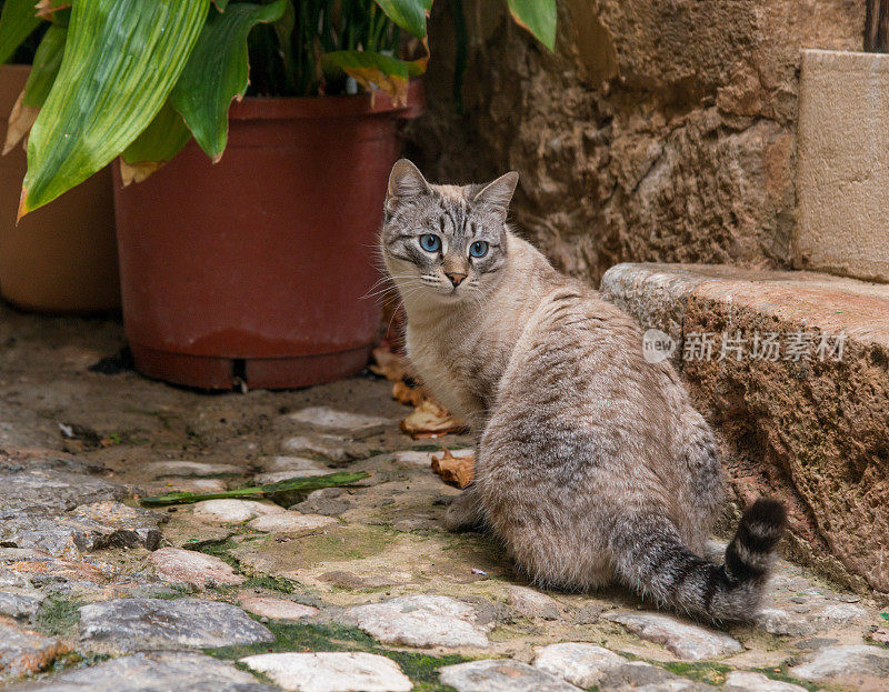 美丽的流浪猫在街上好奇地四处张望