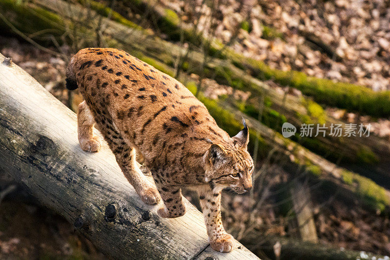 在森林深处，山猫走过一棵倒下的树干