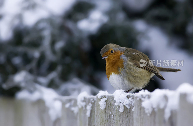 罗宾(红心rubecula)