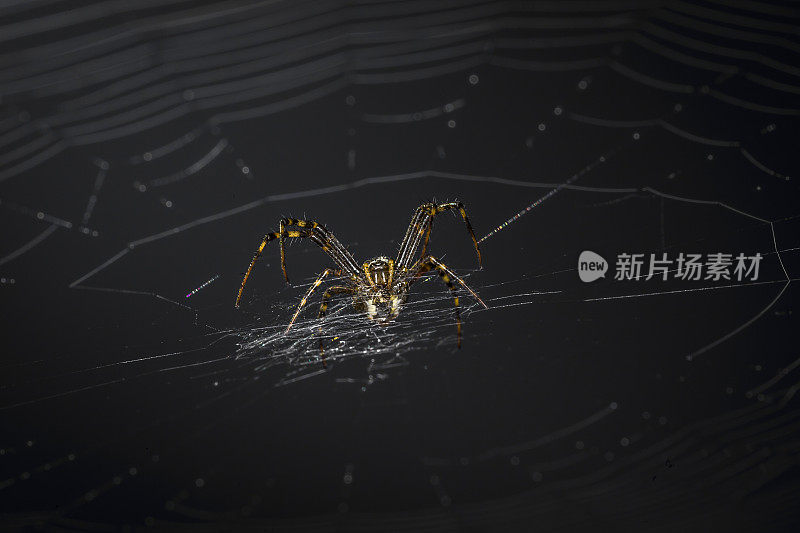 蜘蛛在网上。
