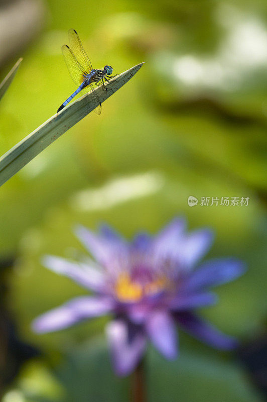 蜻蜓在池塘