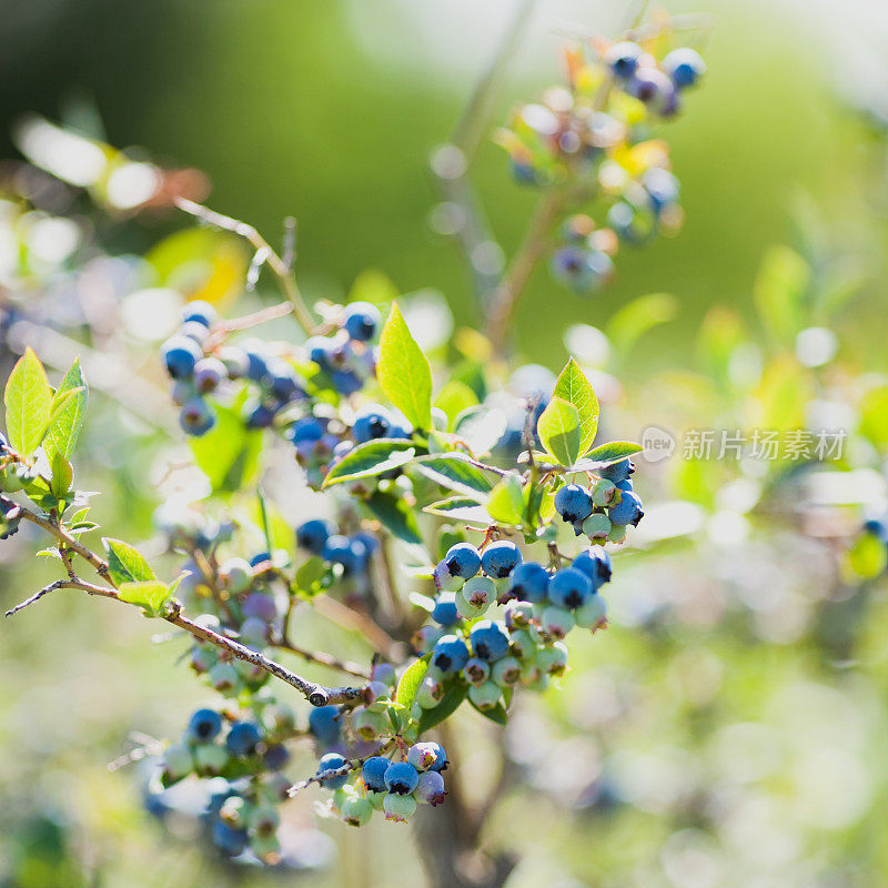 新鲜成熟的夏季本地种植的有机蓝莓