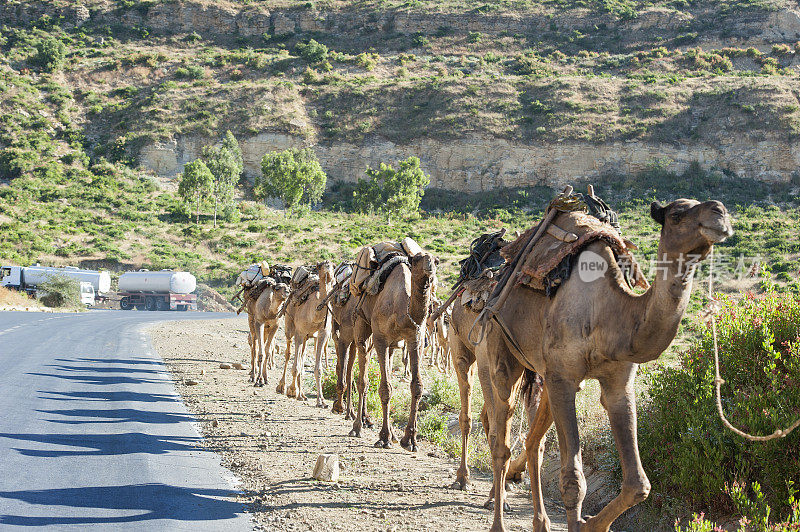 骆驼商队在埃塞俄比亚北部的一条柏油路旁
