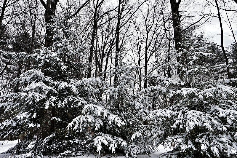 冬天的雪覆盖的树木，森林，木条栅栏