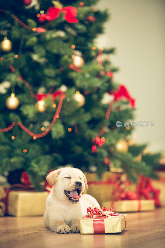 可爱的小狗庆祝圣诞节