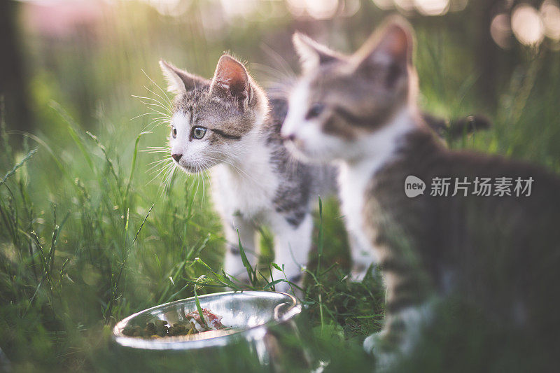 小猫在自然界中