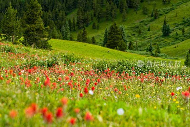 山上的野花草地