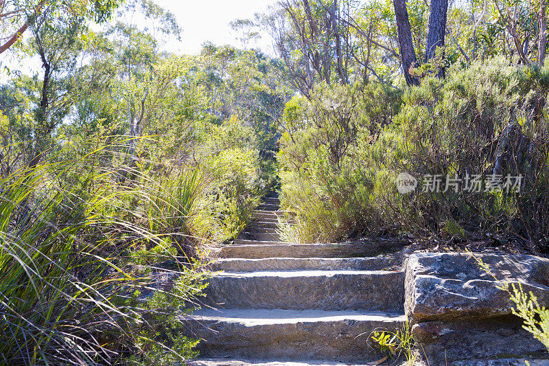 森林小径，澳大利亚蓝山国家公园