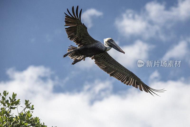 褐鹈鹕