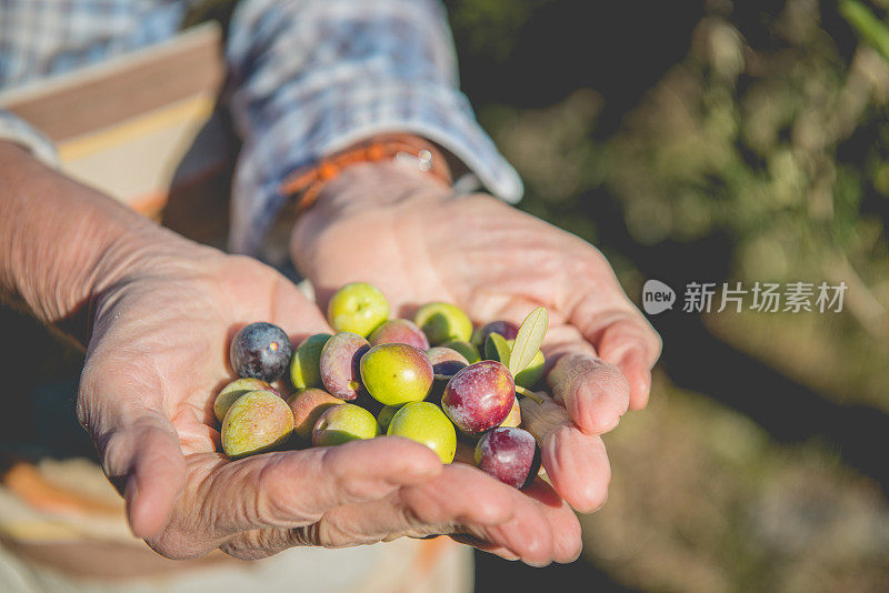 在欧洲克罗地亚的布拉克，年长妇女采摘橄榄