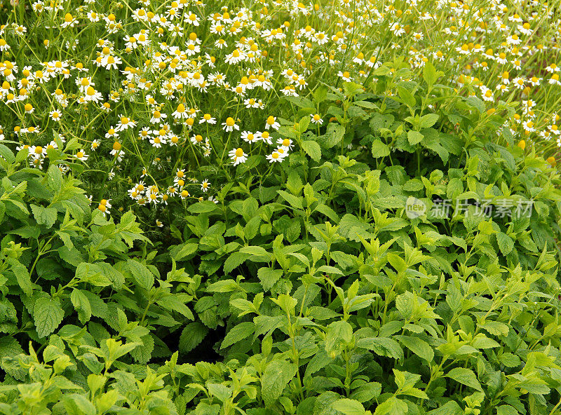 柠檬香和洋甘菊花