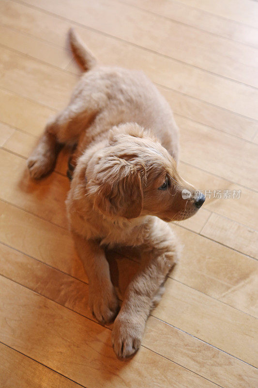 金毛猎犬幼仔在枫木地板上