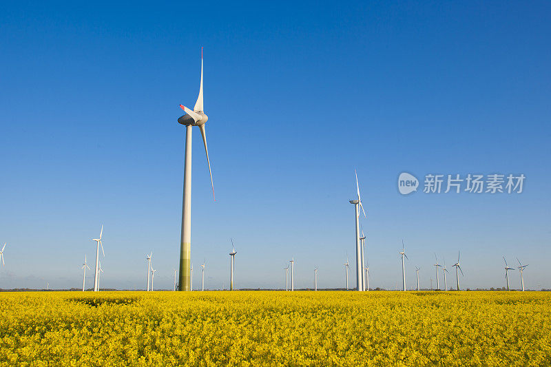 德国西海岸地区的风车涡轮机和油菜籽