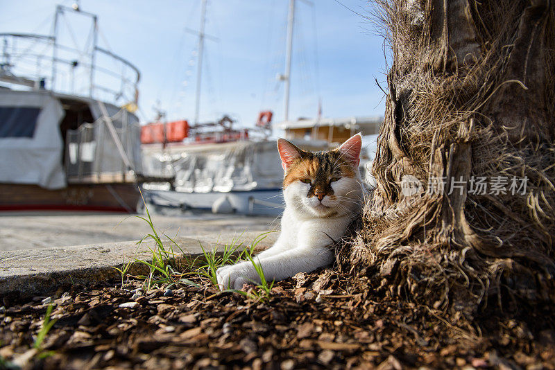 海盗猫