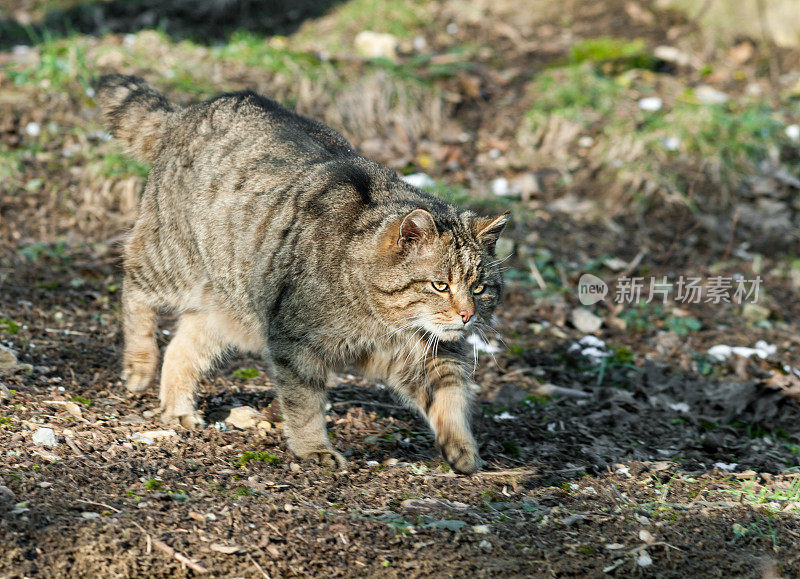 狩猎中的欧洲野猫