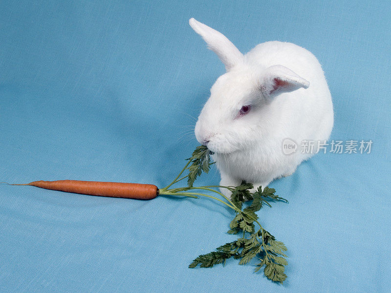 兔子吃零食