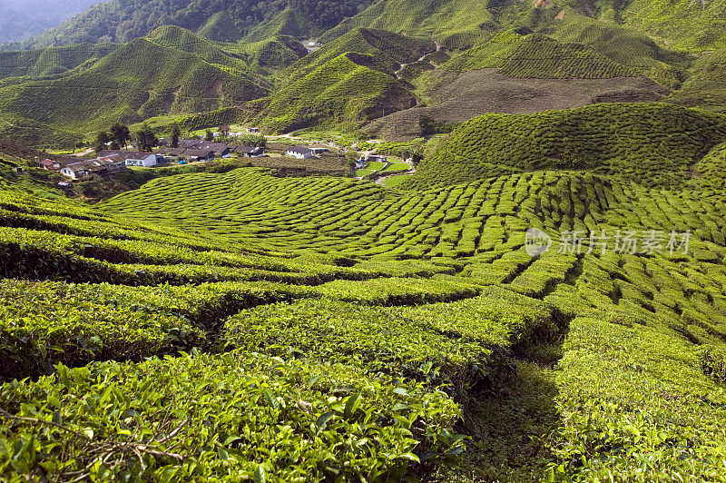 马来西亚彭亨卡梅隆高原的茶园