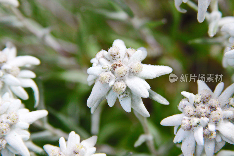 雪绒花高山花卉