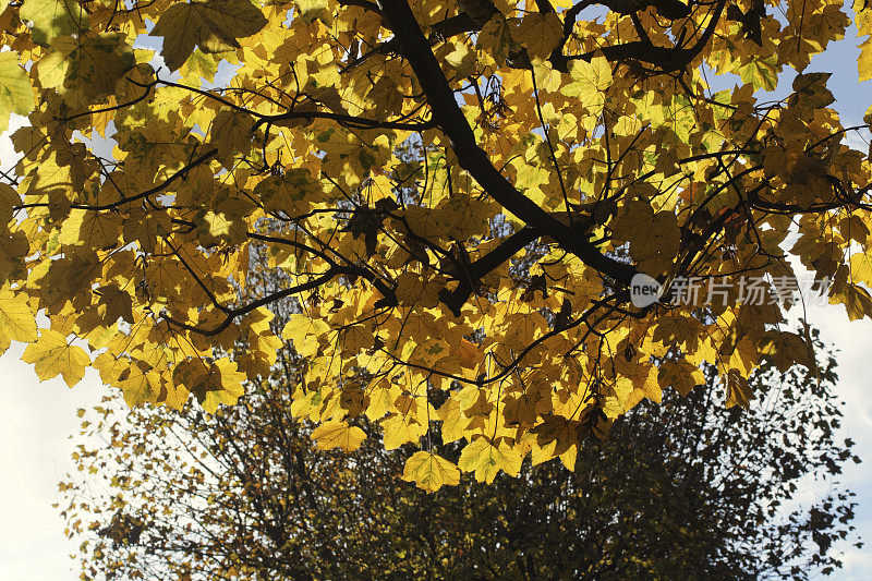 梧桐树的秋叶黄澄澄