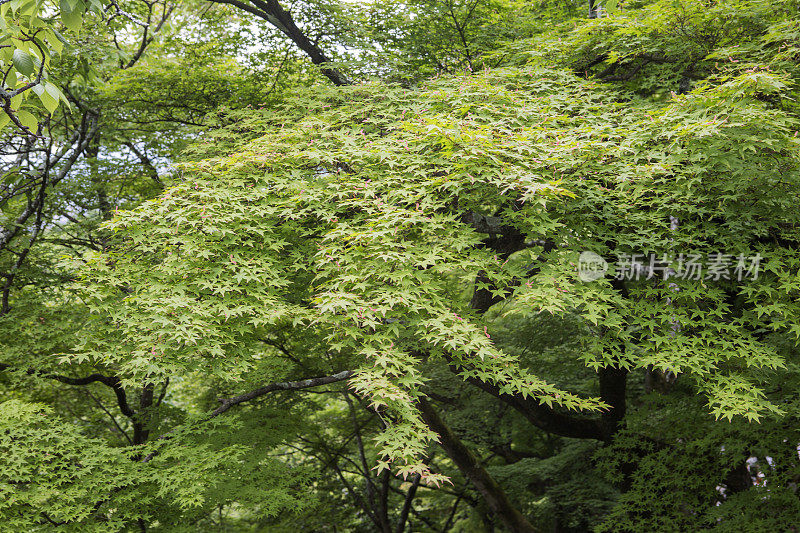 传统的日本小叶枫树在日本京都