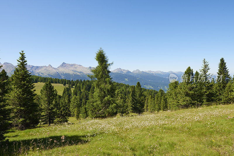 白云石山脉野生草地