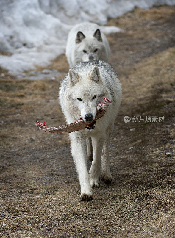 狼与一餐