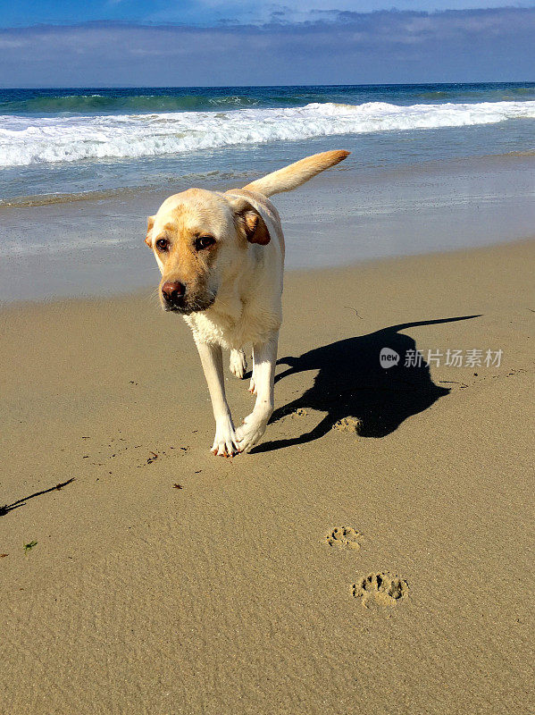 拉布拉多寻回犬