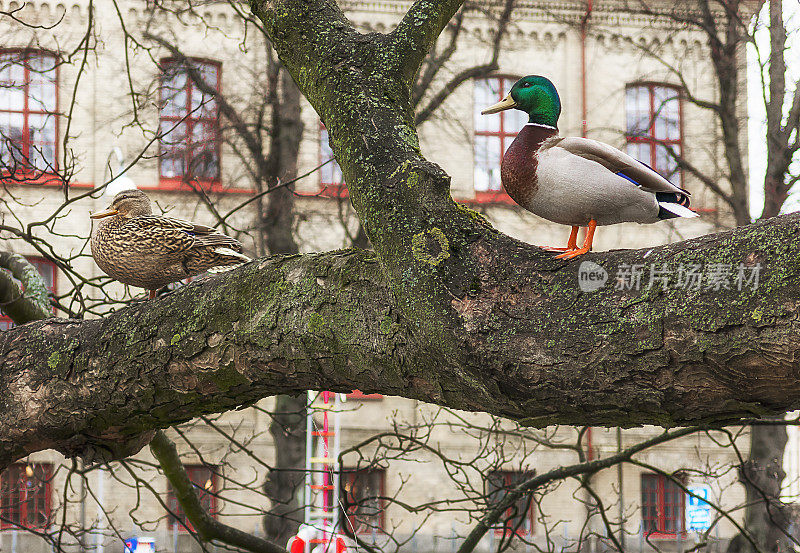 鸭子夫妇在树上休息