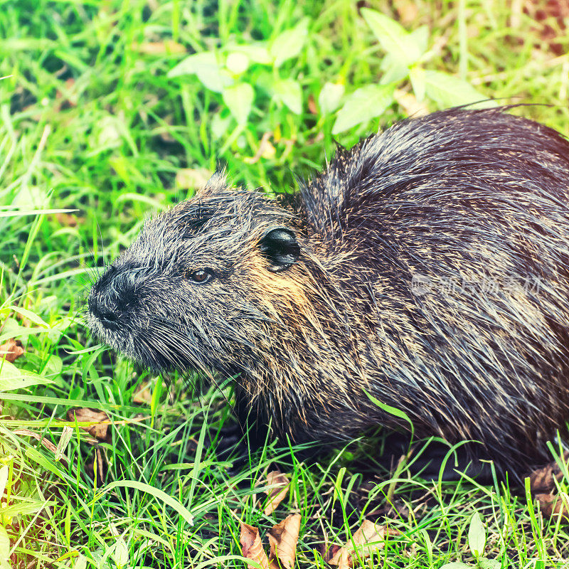 海狸鼠(心肌鼠河狸鼠)动物特写在野生的自然在法国沼泽