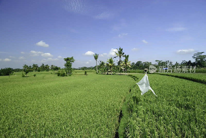 Ricefield在印尼