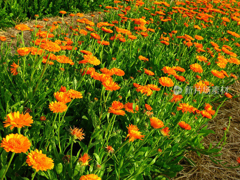 金盏花officinalis花朵