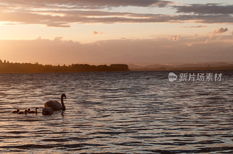 夕阳中的天鹅