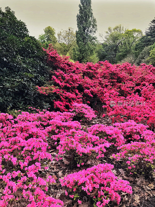 花坛与杜鹃花和盛开的杜鹃花灌木在公共花园