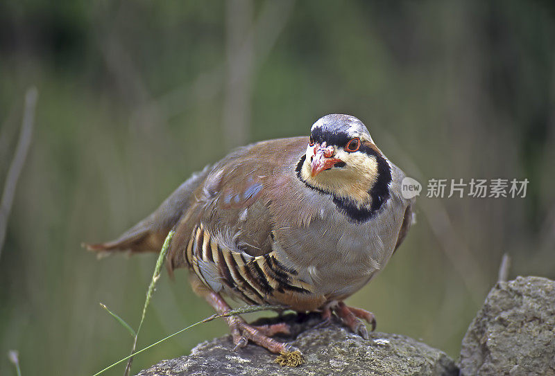 红腿根分会（阿勒托里斯格雷卡）