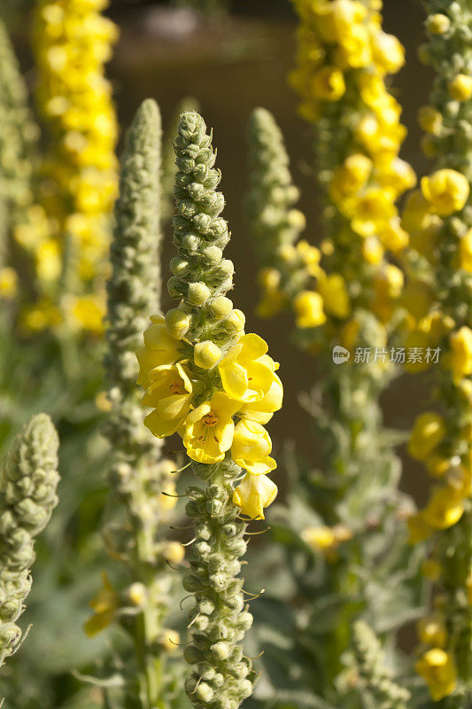 黄色Verbascum