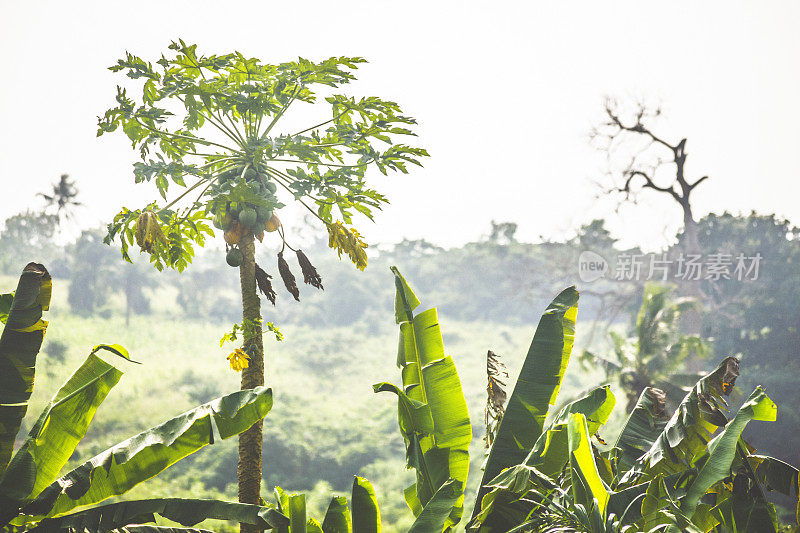 有木瓜和香蕉树的非洲景观。