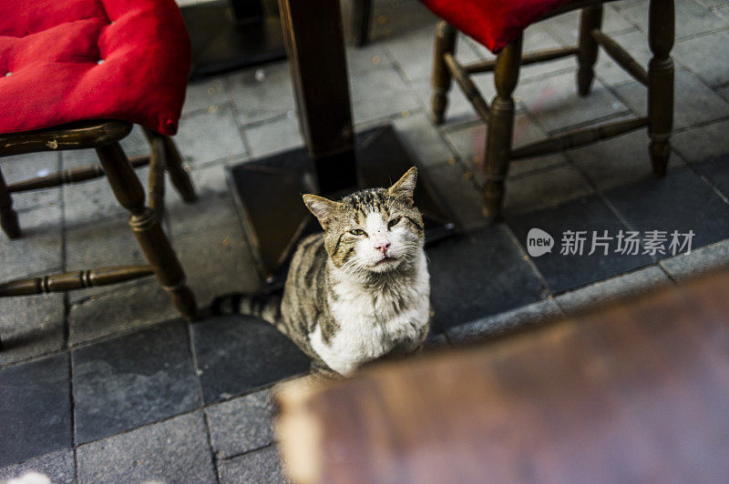 咖啡馆里的流浪猫