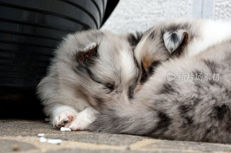 5周大的设得兰牧羊犬幼犬