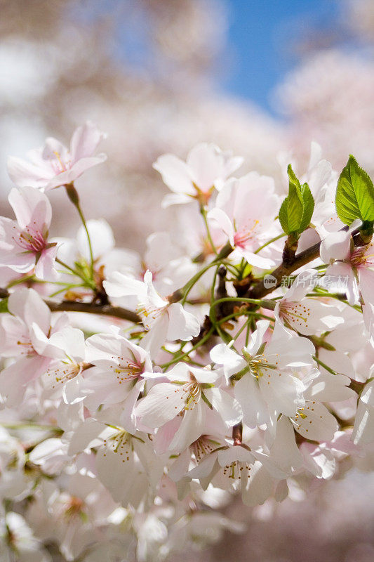 盛开的樱桃树-这是春天在费城!