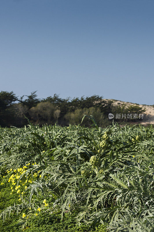 成熟的朝鲜蓟田与沙丘的背景