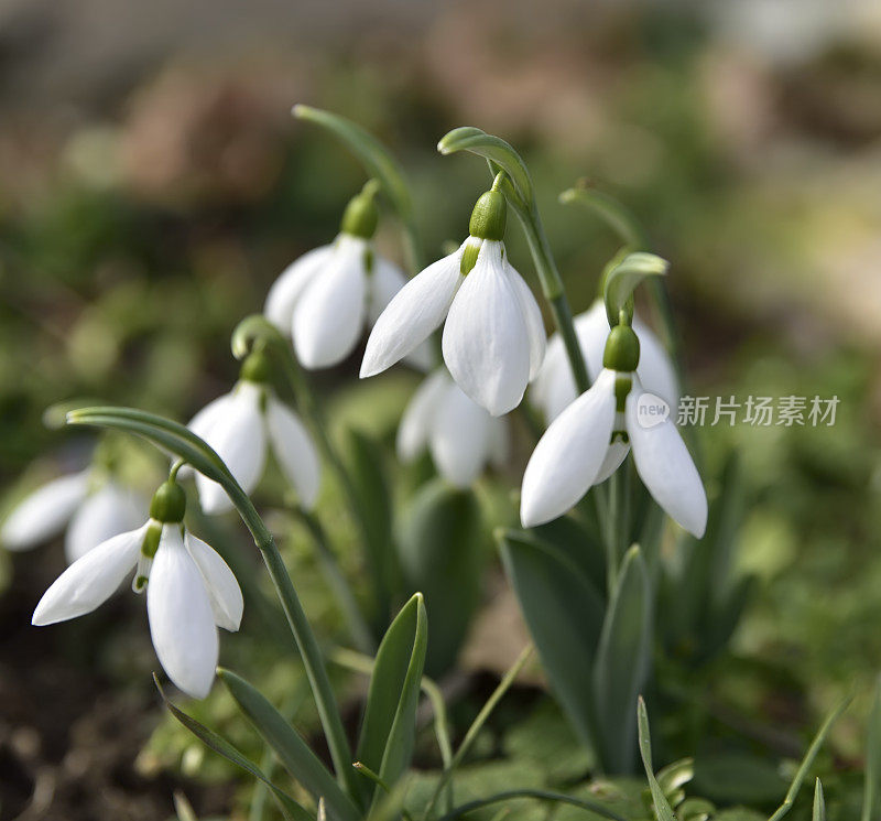 雪花莲