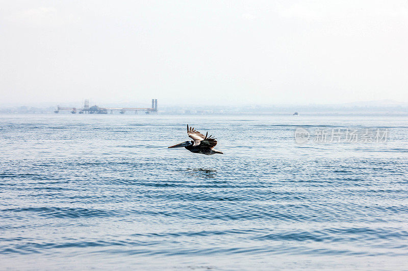 鹈鹕在海浪上低飞