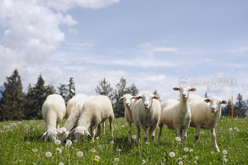 羊在田野里吃草