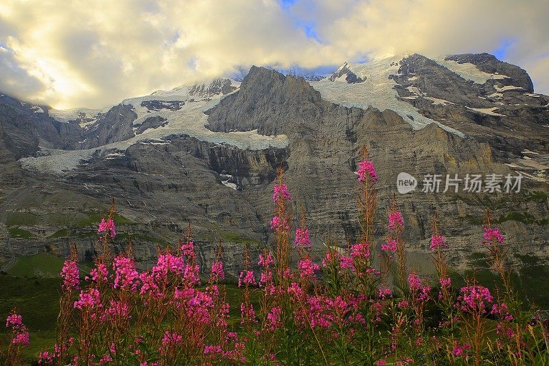 少女，粉红色的野花上方Lauterbrunnen山谷，伯尔尼斯高地，瑞士阿尔卑斯山