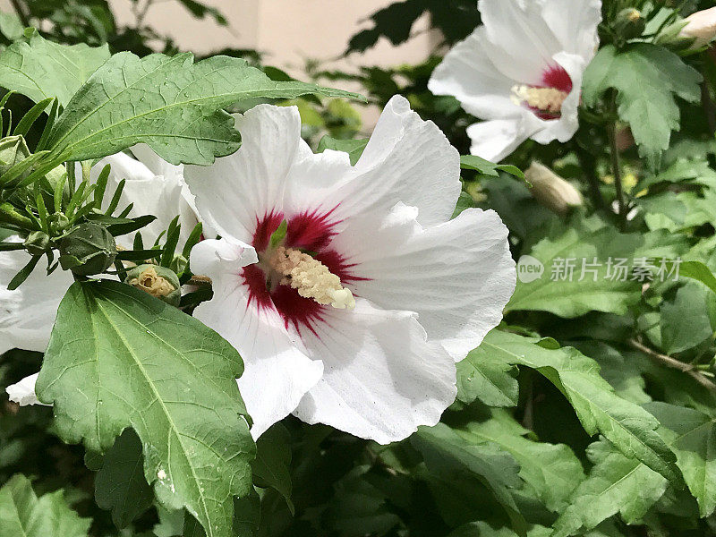 木槿在公园里盛开的特写