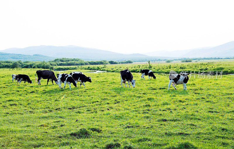 一群奶牛在田野里吃草
