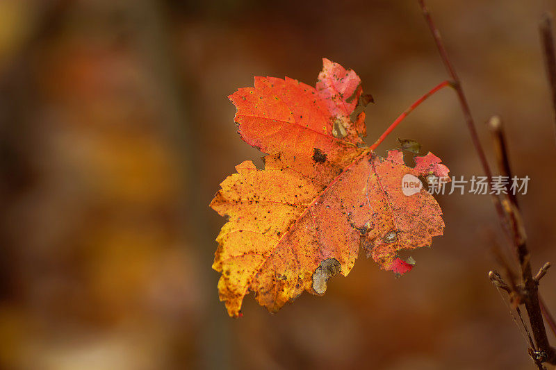 细黄的秋叶，红色的秋叶，秋天的季节