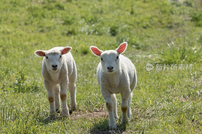 荷兰millingerward堤坝上的两只可爱的小羊羔
