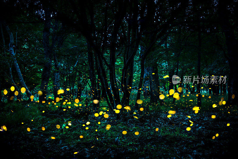 萤火虫在暮色中在森林里飞舞。