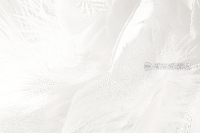 波希米亚复古波西米亚风格潮流色彩，黑白羽毛纹理背景
